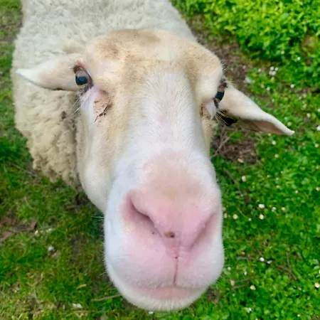 Maison Campagne Animaux & Calme Absolu Courbiac