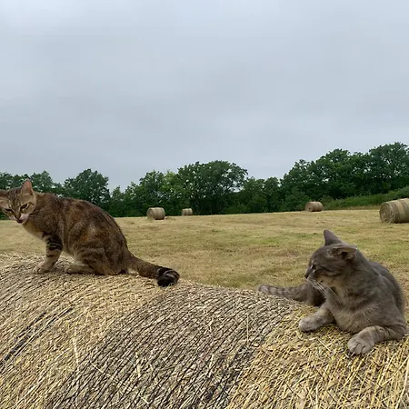 Maison Campagne Animaux & Calme Absolu Courbiac